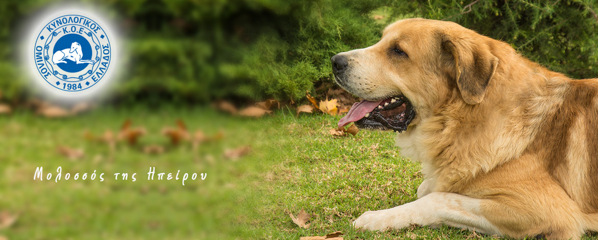 Μολοσσός της Ηπείρου